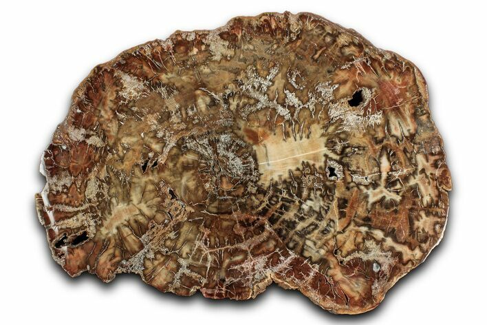 Beautiful Petrified Wood (Araucaria) Slab - Madagascar #344704